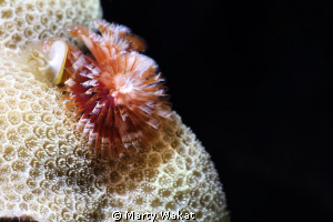 Christmastree Worm by Marty Wakat 
